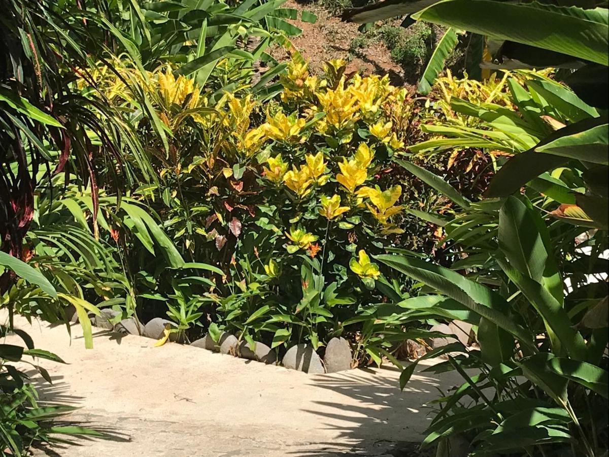 Flor De Paraiso Bungalows มอนเตซูมา ภายนอก รูปภาพ